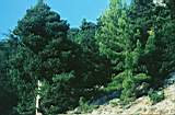 024 Cypress-P.brutia.jpg